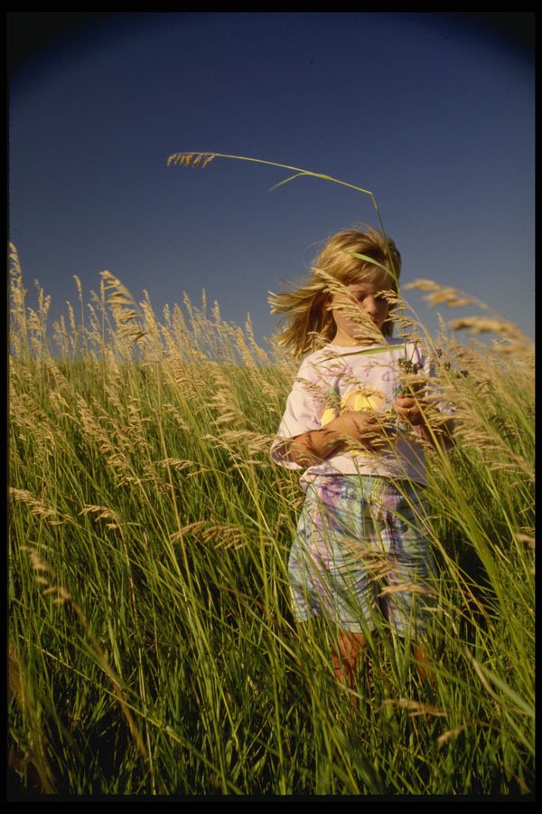 429086 Field Of Dreams A4 Photo Print