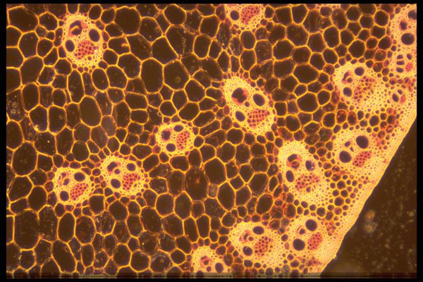 430002 Monocotyledon, Stem A4 Photo Print