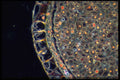 430004 Psilotum, Stem, Transversal Cut A4 Photo Print