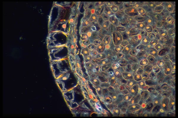 430004 Psilotum, Stem, Transversal Cut A4 Photo Print