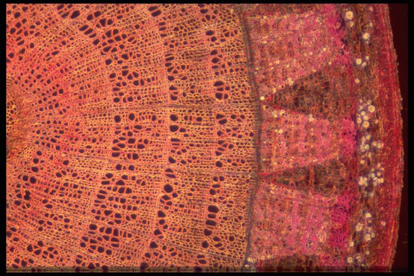 430007 Tilia, Old Stem A4 Photo Print