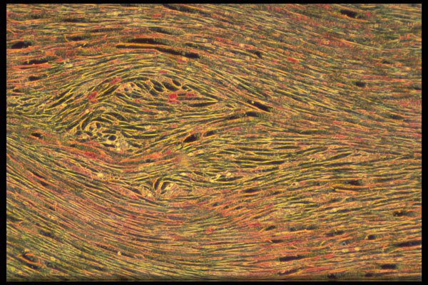 430010 Tilia, Stem, Longitudinal Cut A4 Photo Print