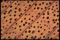 430011 Maple Tree, Acer Saccharum, Transversal Cut Of Wood A4 Photo Print