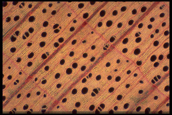430011 Maple Tree, Acer Saccharum, Transversal Cut Of Wood A4 Photo Print