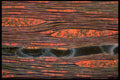 430012 Maple Tree, Acer Saccharum, Longitudinal Cut Of Wood A4 Photo Print