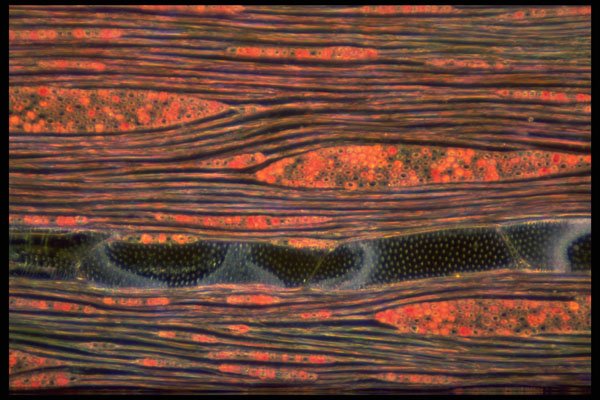 430012 Maple Tree, Acer Saccharum, Longitudinal Cut Of Wood A4 Photo Print