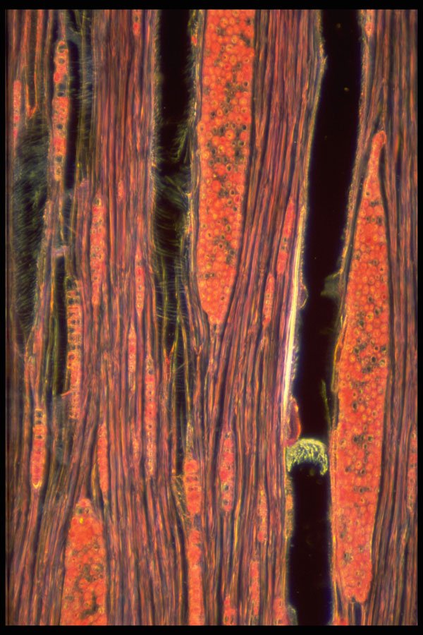 430013 Maple Tree, Acer Saccharum, Longitudinal Cut Of Wood A4 Photo Print