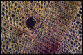430015 Pine, Transversal Cut Of The Wood A4 Photo Print