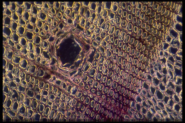 430015 Pine, Transversal Cut Of The Wood A4 Photo Print