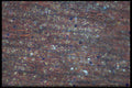 430017 Onion Epidermis, From Bulb A4 Photo Print