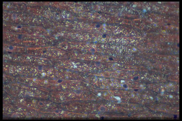 430017 Onion Epidermis, From Bulb A4 Photo Print