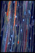 430019 Psilotum, Aerial Stem, Longitudinal Cut A4 Photo Print