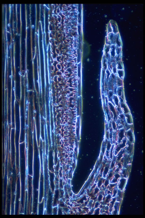 430020 Psilotum, Aerial Stem, Longitudinal Cut A4 Photo Print