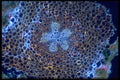 430031 Moss, Strobilus Lycopodium, Root A4 Photo Print