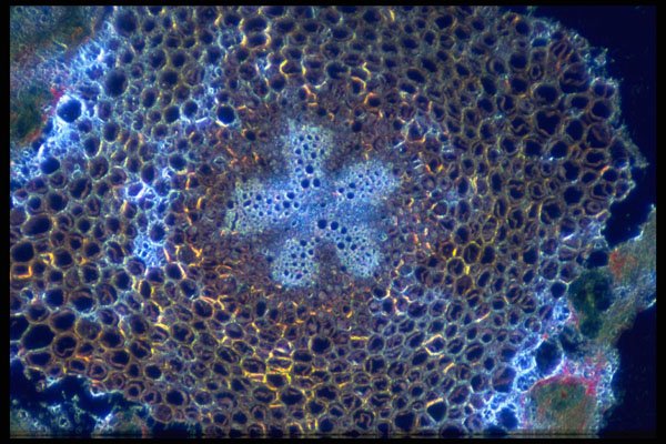 430031 Moss, Strobilus Lycopodium, Root A4 Photo Print
