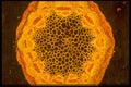 430032 Helianthus, Old Stem A4 Photo Print