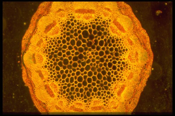 430032 Helianthus, Old Stem A4 Photo Print