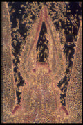 430033 Coleus Stem Tip A4 Photo Print