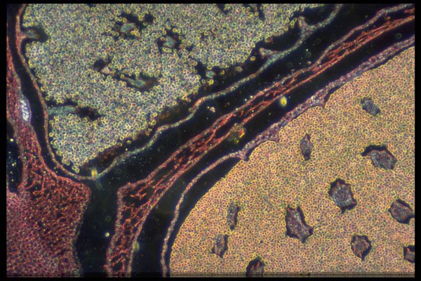 430039 Isoetes, Microsporophyle A4 Photo Print