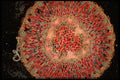430041 Ephedra Californica, Stem A4 Photo Print