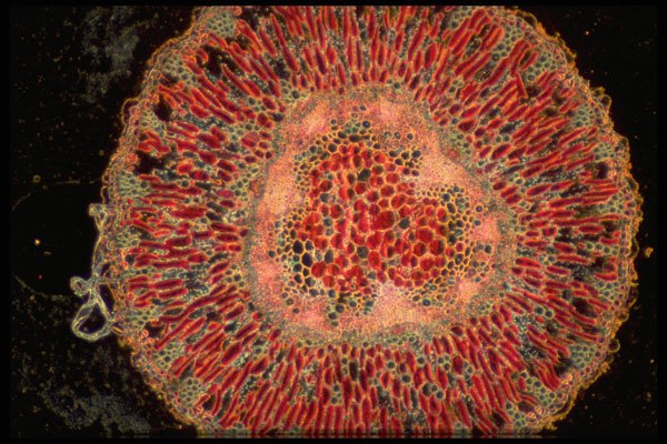 430041 Ephedra Californica, Stem A4 Photo Print