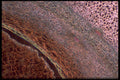 430043 Zamia, Mature Archegonia A4 Photo Print