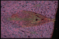 430045 Lycopode Lucidulum A4 Photo Print