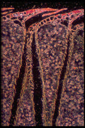 430046 Pine, Male Cone, Longitudinal Cut A4 Photo Print