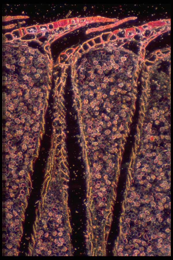 430046 Pine, Male Cone, Longitudinal Cut A4 Photo Print