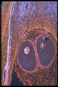 430047 Pine, Archegonia Before Fecondation A4 Photo Print