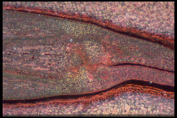 430050 Ricinus, Castor Oil Plant, Embryo In The Seed A4 Photo Print