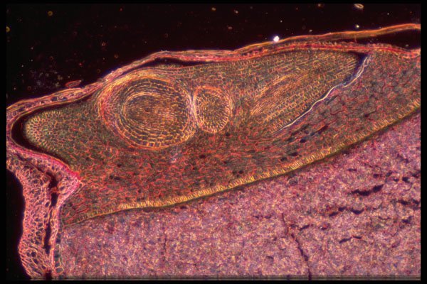 430052 Wheat, Triticum, Embryo A4 Photo Print