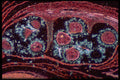 430053 Isoetes, Megasporophyle Containing The Megaspores A4 Photo Print