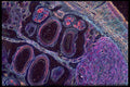 430054 Marsilea, Sporocarp, Transversal Cut A4 Photo Print