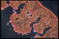 430058 Leaf Type A4 Photo Print