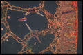 430059 Leaf Type A4 Photo Print