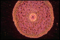 430060 Dicotyledon, Root A4 Photo Print