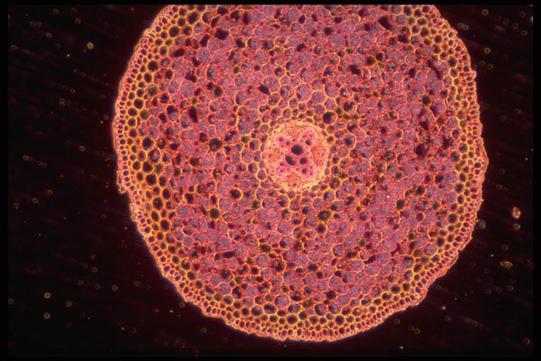 430060 Dicotyledon, Root A4 Photo Print