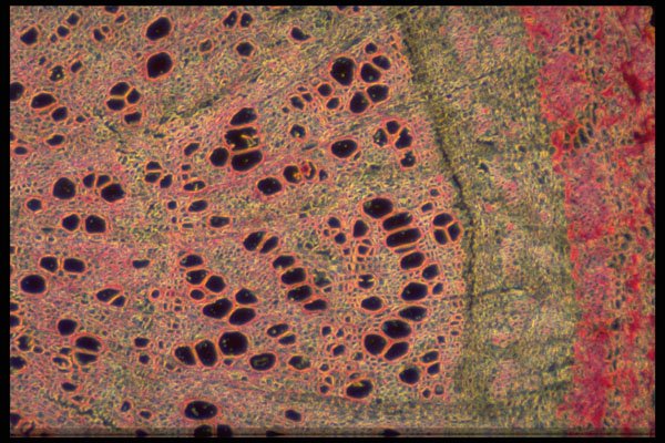 430061 Salix, Older Root A4 Photo Print