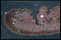 430063 Neium A4 Photo Print