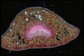 430064 Camelia, Petiole A4 Photo Print