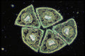 430065 Pine, Pinus Strobus, Leaf A4 Photo Print
