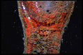 430066 Eucalyptus Leaf A4 Photo Print