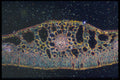 430067 Potamogeton A4 Photo Print