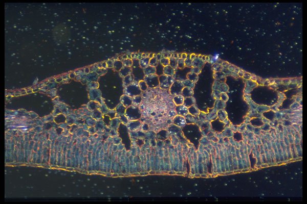 430067 Potamogeton A4 Photo Print