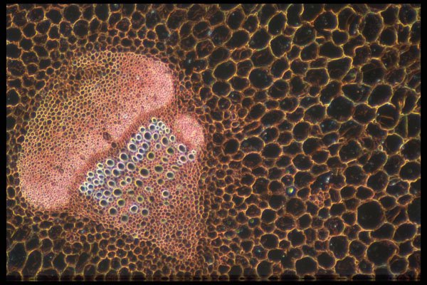430068 Lilium Flower, Stamen A4 Photo Print