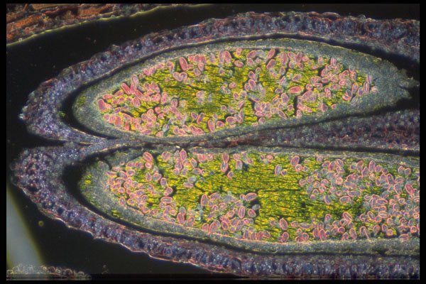 430069 Citrus Limonia A4 Photo Print