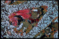 430070 Citrus Limonia A4 Photo Print