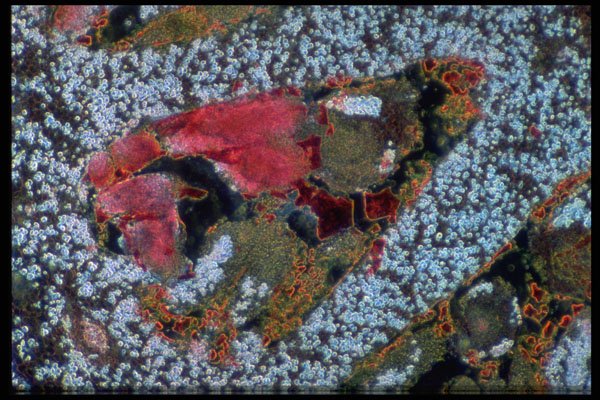 430070 Citrus Limonia A4 Photo Print