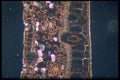 430071 Ficus Leaf A4 Photo Print